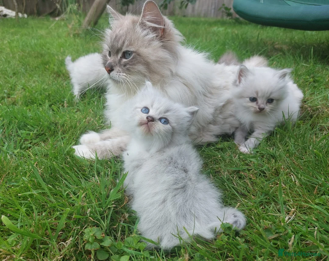 Siberian cats for sale: Exceptional TICA Pedigree Siberian kittens - Advert 1