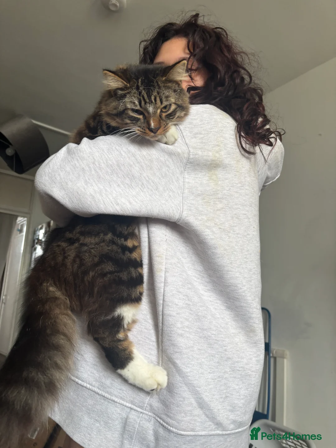 British Longhair cats for sale: Long hair tabby kittens ready to go - Advert 11