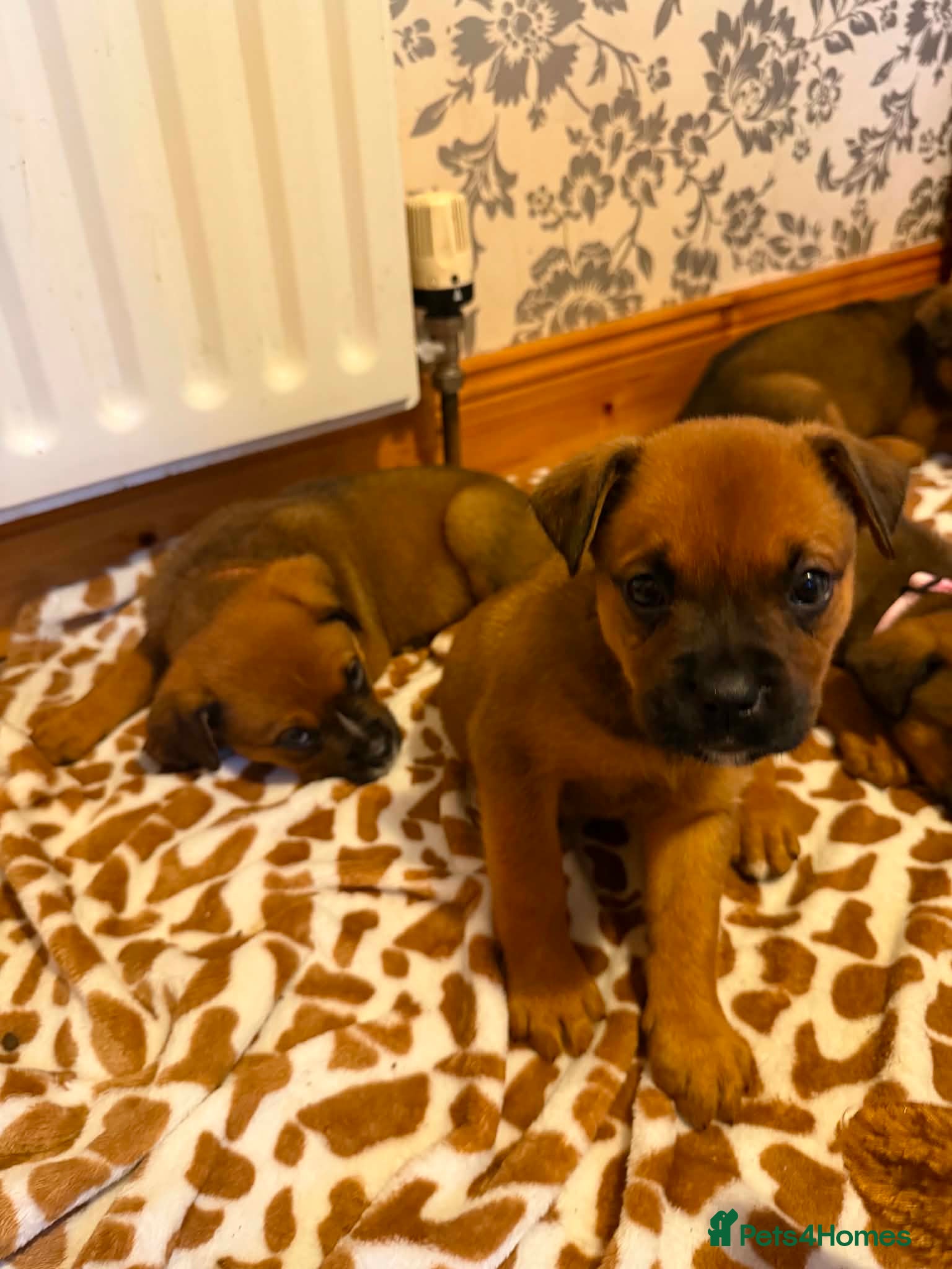Boxweiler dogs for sale: Boxweiler pups in Omagh - Advert 7