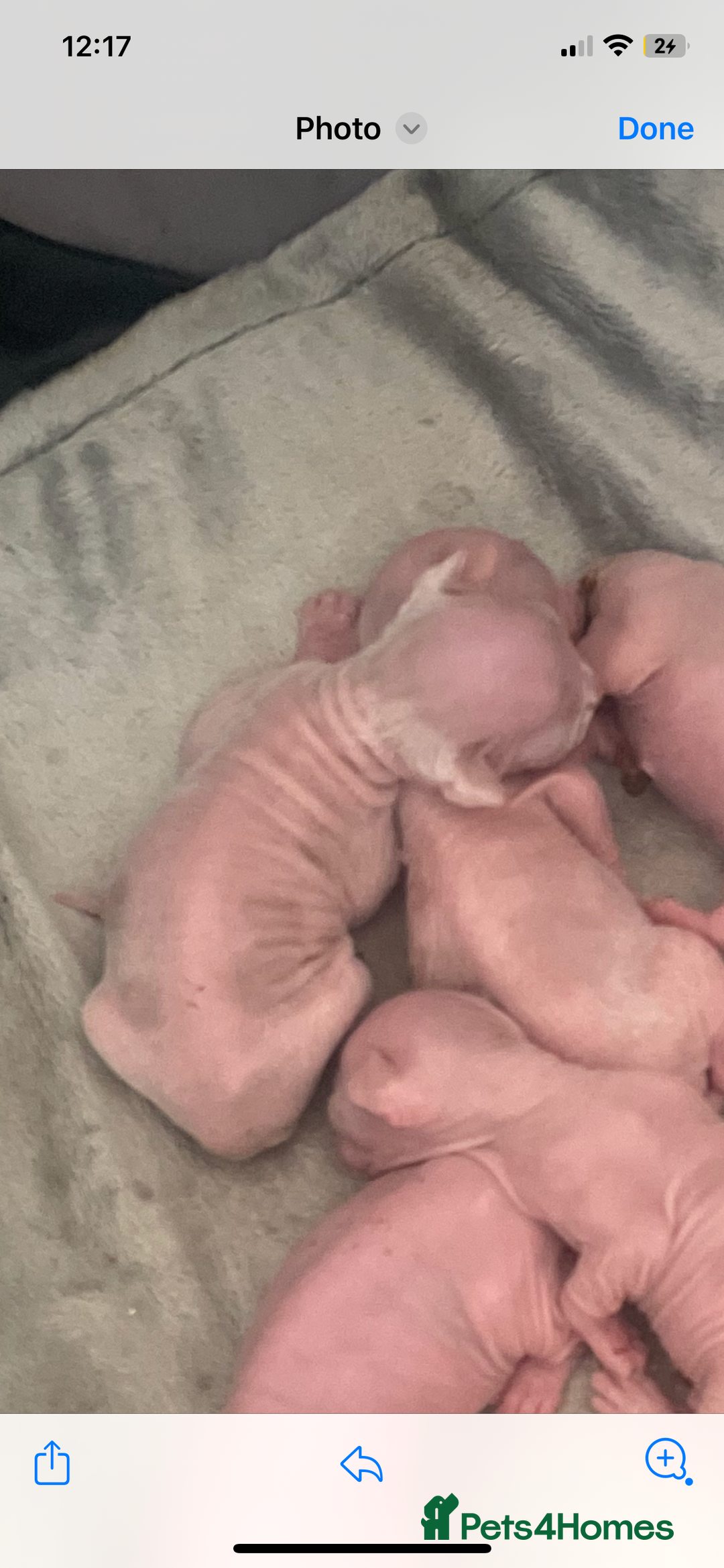 Sphynx cats for sale: Beautiful Canadian Sphynx kittens - Image 4