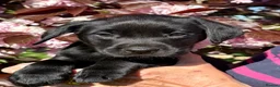 Labrador Retriever dogs for sale: Labrador Retriever Puppies - Advert 3