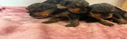 Airedale Terrier dogs for sale: KC REG 5⭐️BREEDER 4💖5💙 - Advert 23