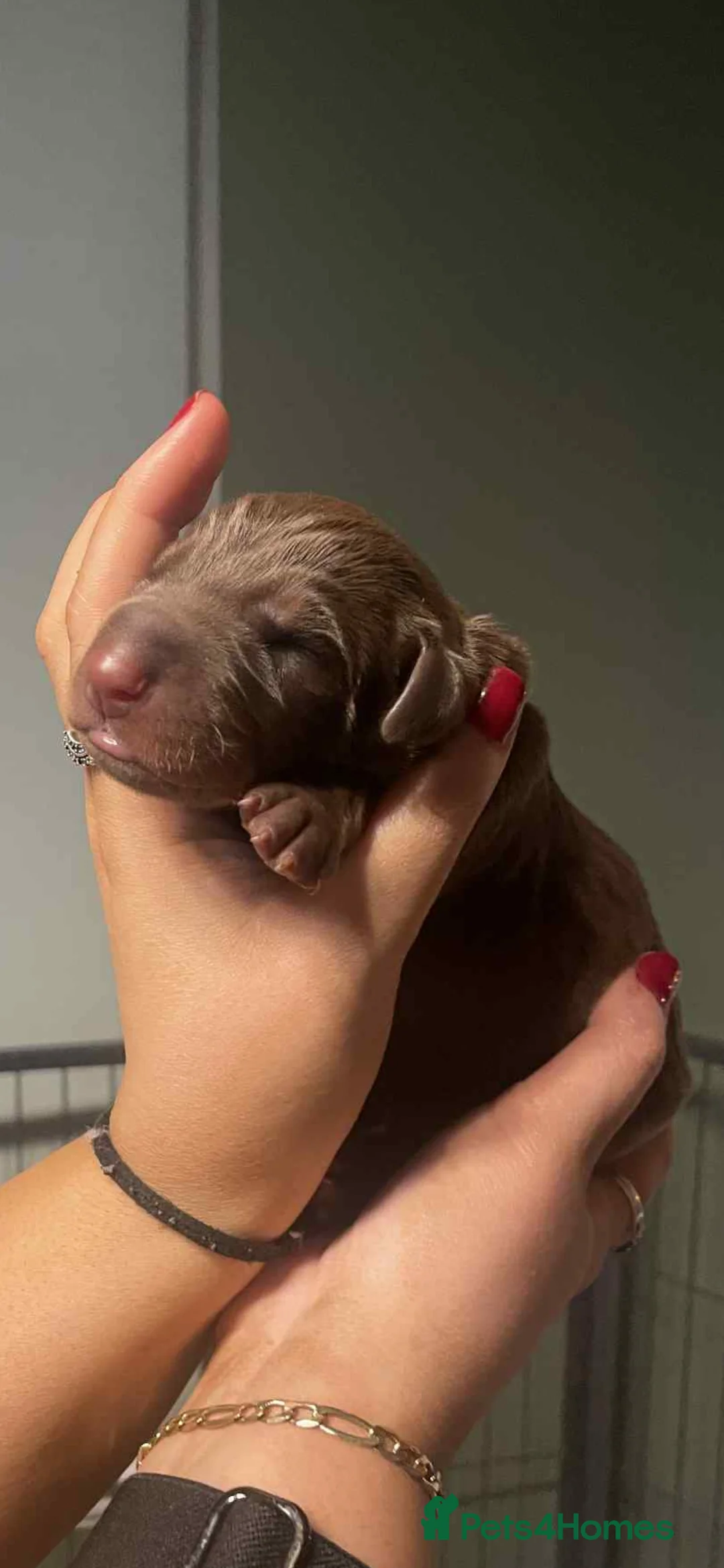 Dobermann dogs for sale: Chocolate & Isabella Doberman puppies for sale  - Advert 16