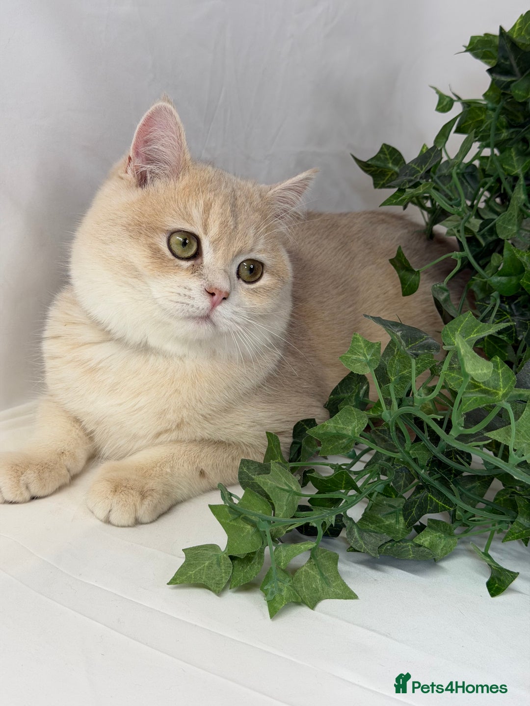 British Shorthair cats for sale: British shh blue golden boy GCCF  - Advert 8