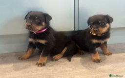 Rottweiler dogs for sale: Rottweiler  puppies ready today  - Image 7