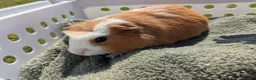 Guinea Pig rodents for sale: Beautiful guinea pigs  - Advert 2