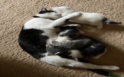 Mixed Breed cats for sale: Beautiful kittens from family home available now - Advert 10