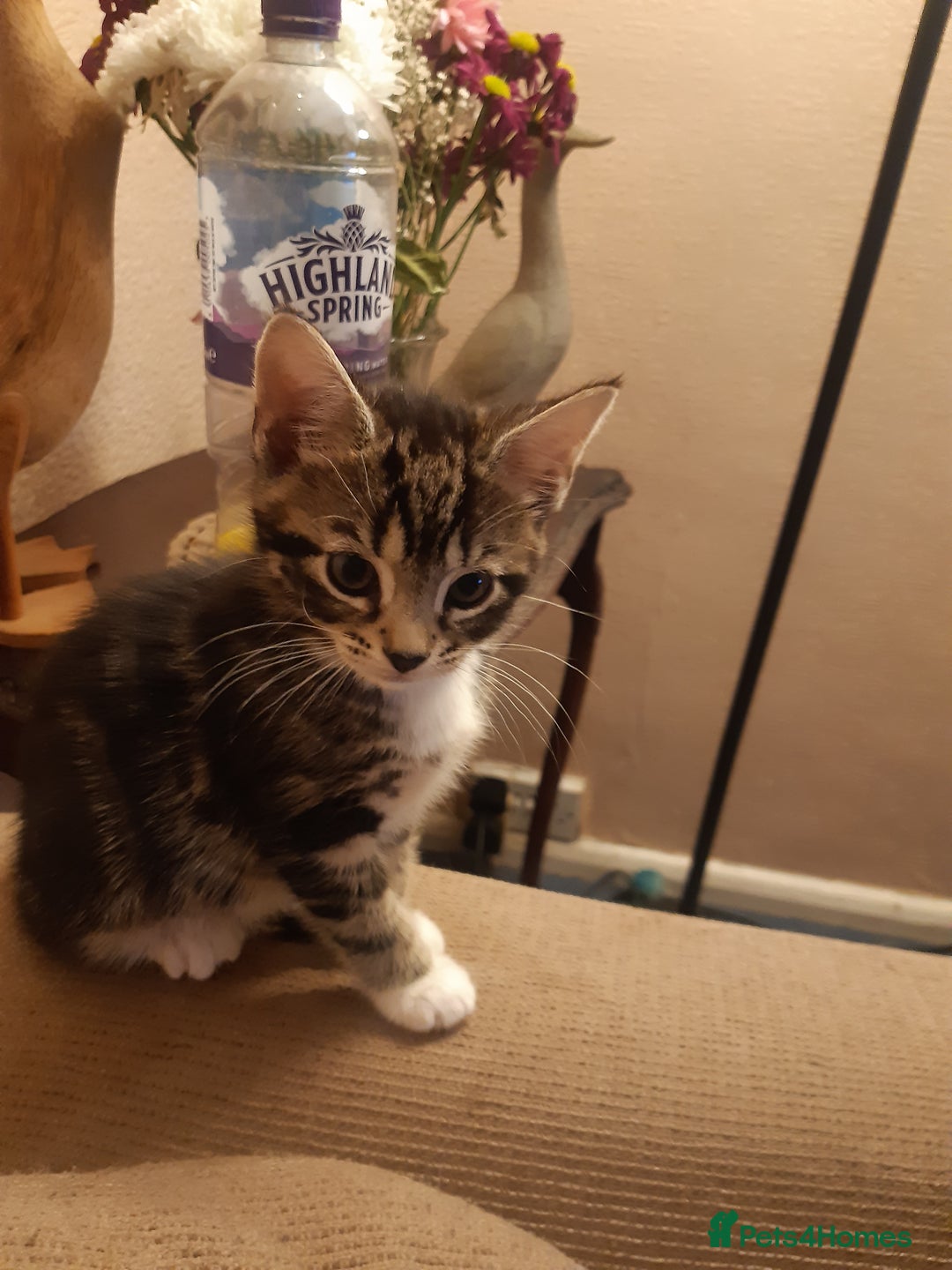 Mixed Breed cats for adoption: Two lovely rescue kittens for adoption - Advert 1