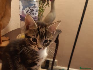 Mixed Breed cats Two lovely rescue kittens for adoption - Advert 1