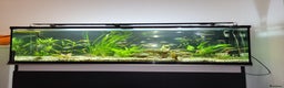 Other/Mixed Breed fish for sale: 182 litre aqua one full set up  - Advert 5