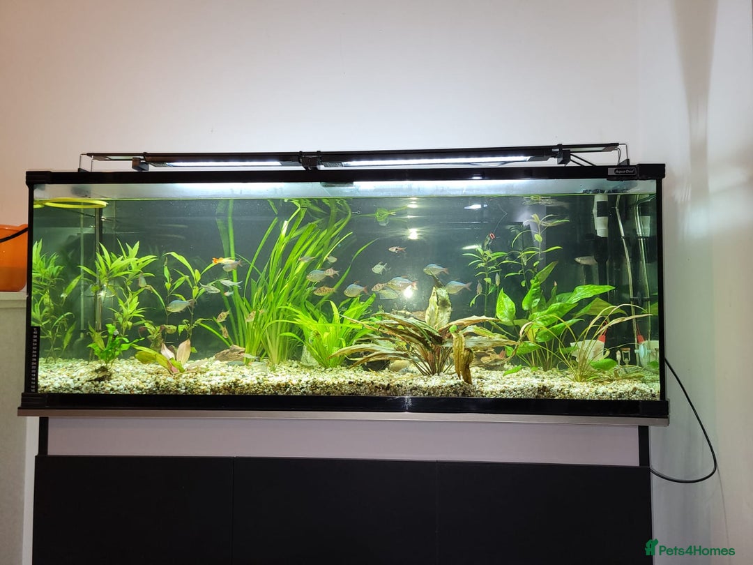Other/Mixed Breed fish for sale: 182 litre aqua one full set up  - Advert 5