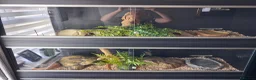 Corn Snake reptiles for sale: Various corn snakes for sale, Snow Tessera & more - Advert 3