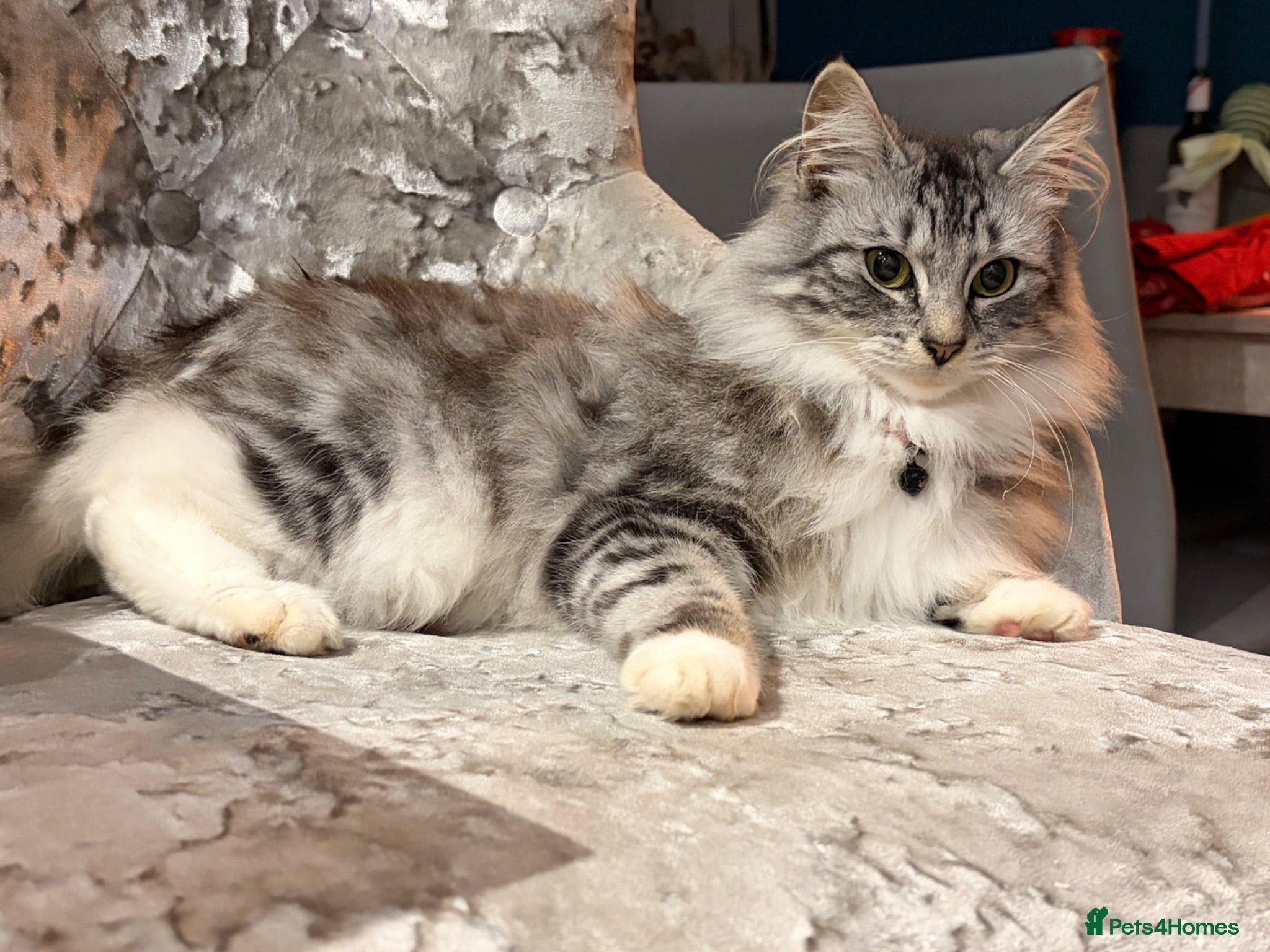 Mixed Breed cats Half Norwegian forest cat male kitten - Advert 1