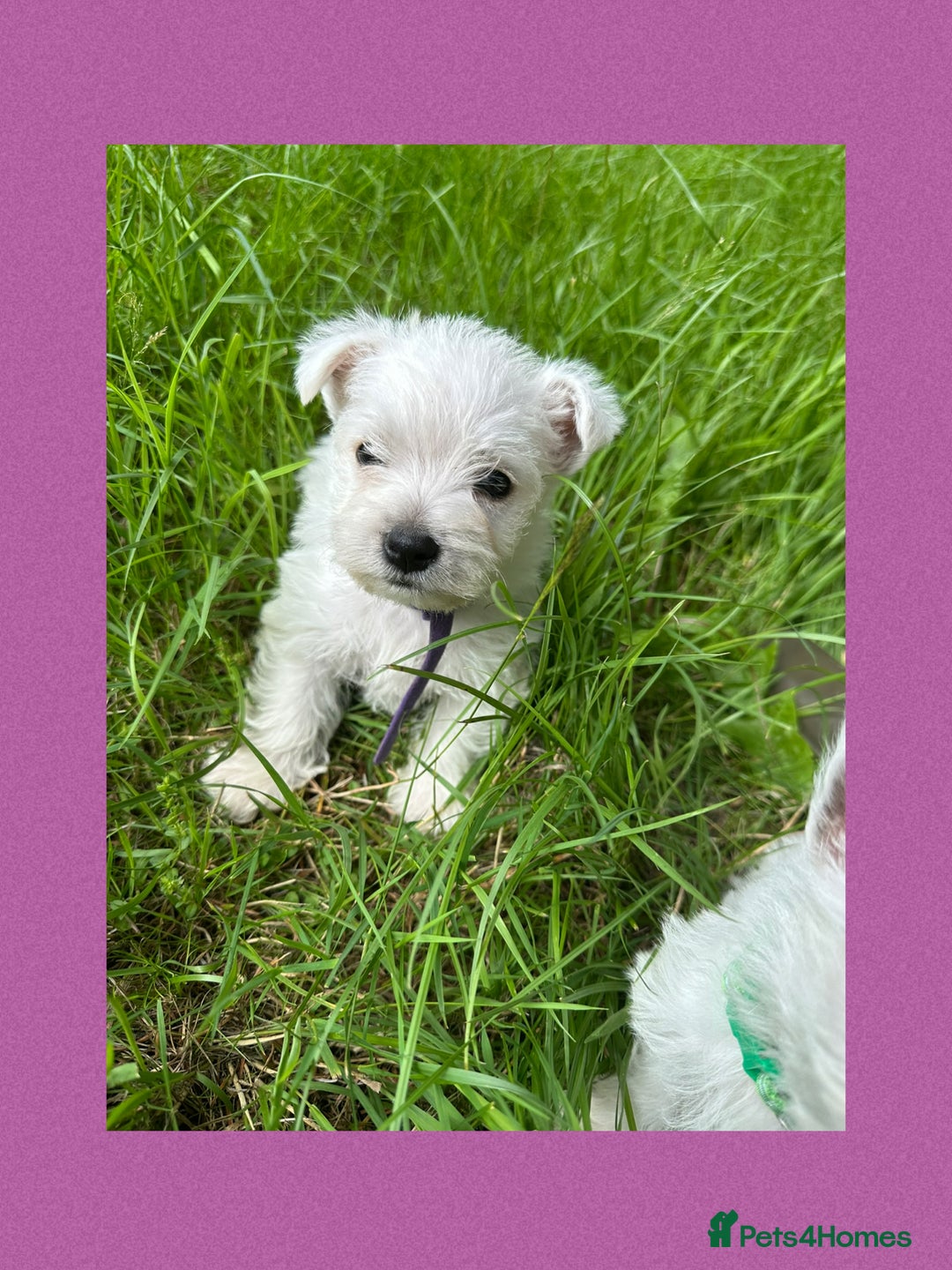 West Highland Terrier dogs for sale: KC Registered West Highland Terries Puppies  - Image 8
