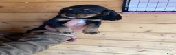 Cocker Spaniel dogs for sale: cocker spaniel pups from champion  blood lines  - Advert 7