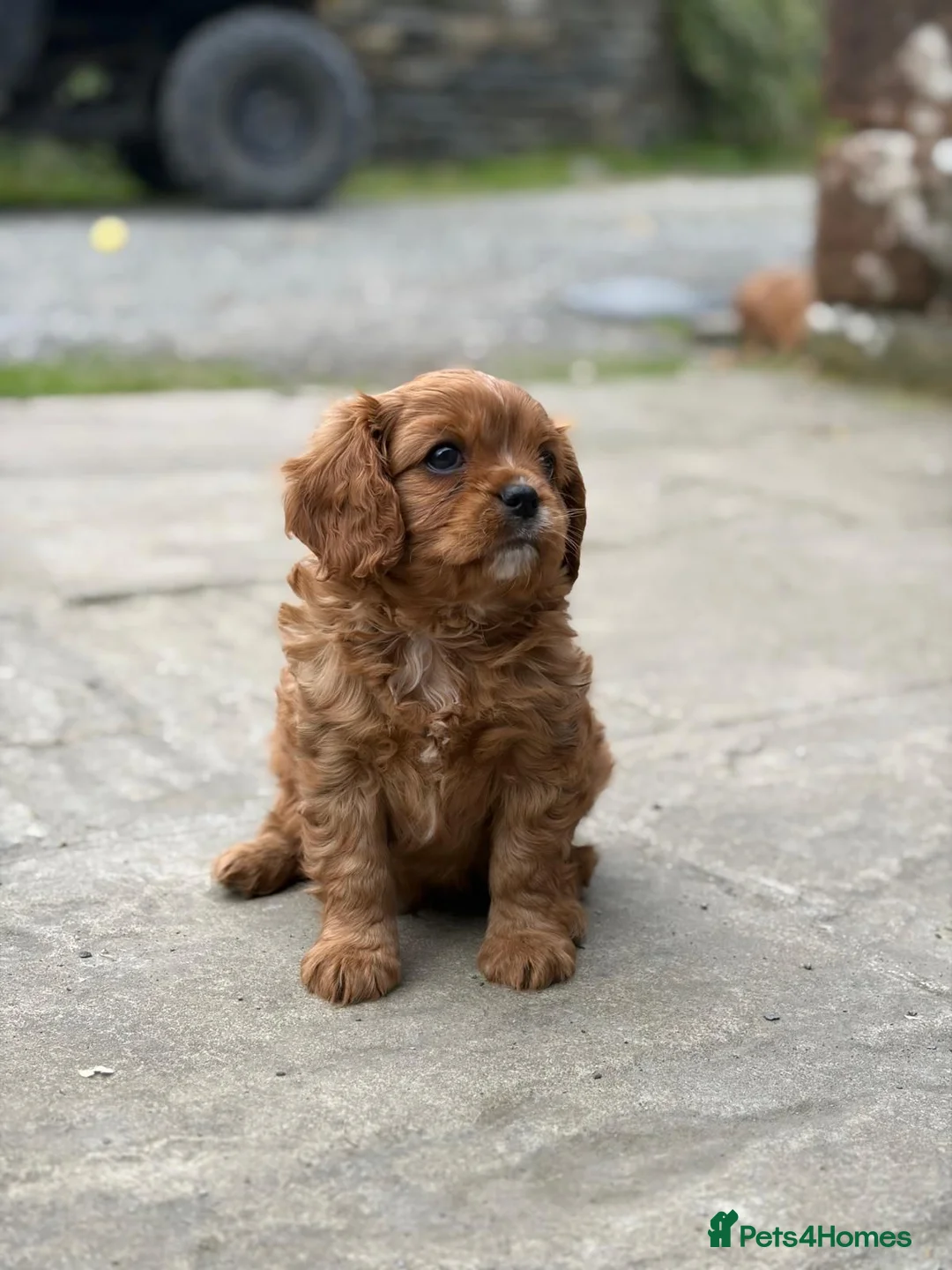 Cavalier King Charles Spaniel dogs for sale: KCR Cavalier King Charles Spaniel Puppies - Advert 2