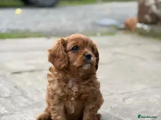 Cavalier King Charles Spaniel dogs KCR Cavalier King Charles Spaniel Puppies - Advert 8