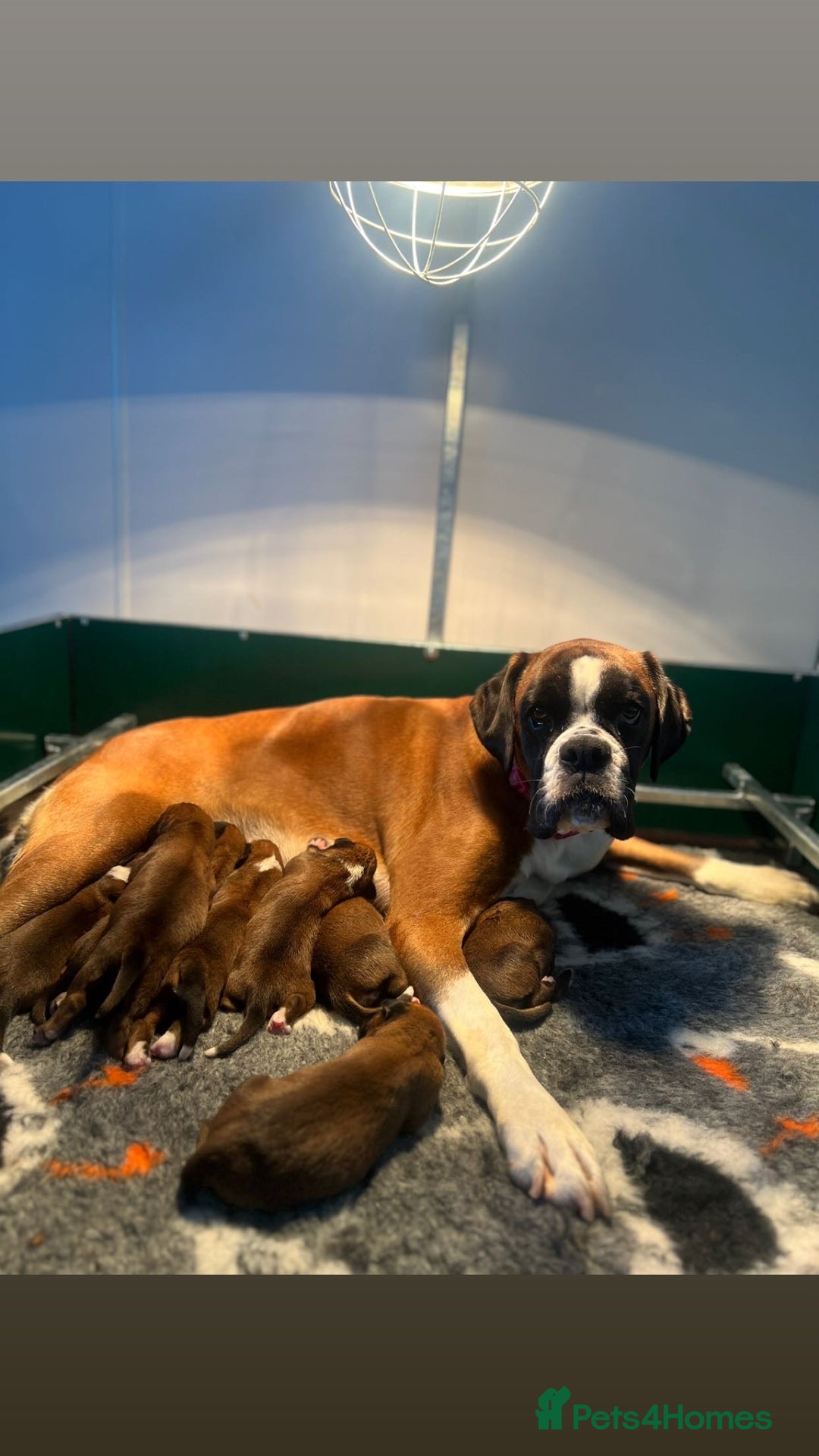 Boxer dogs for sale: Boxer puppies for sale  - Advert 2
