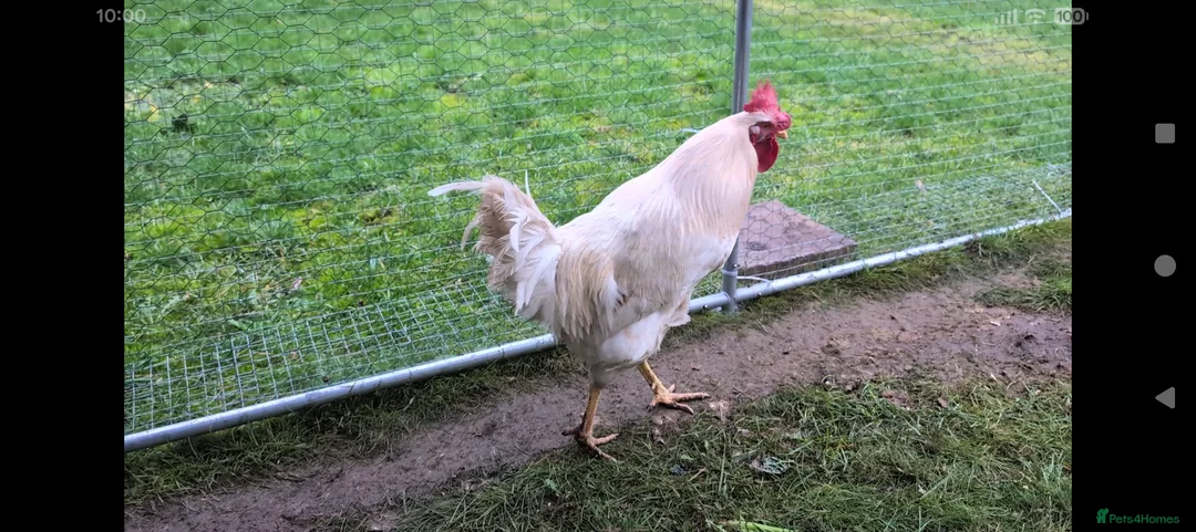 Chickens poultry for sale: 1 lovely and friendly Rooster/Cockerel - Advert 2