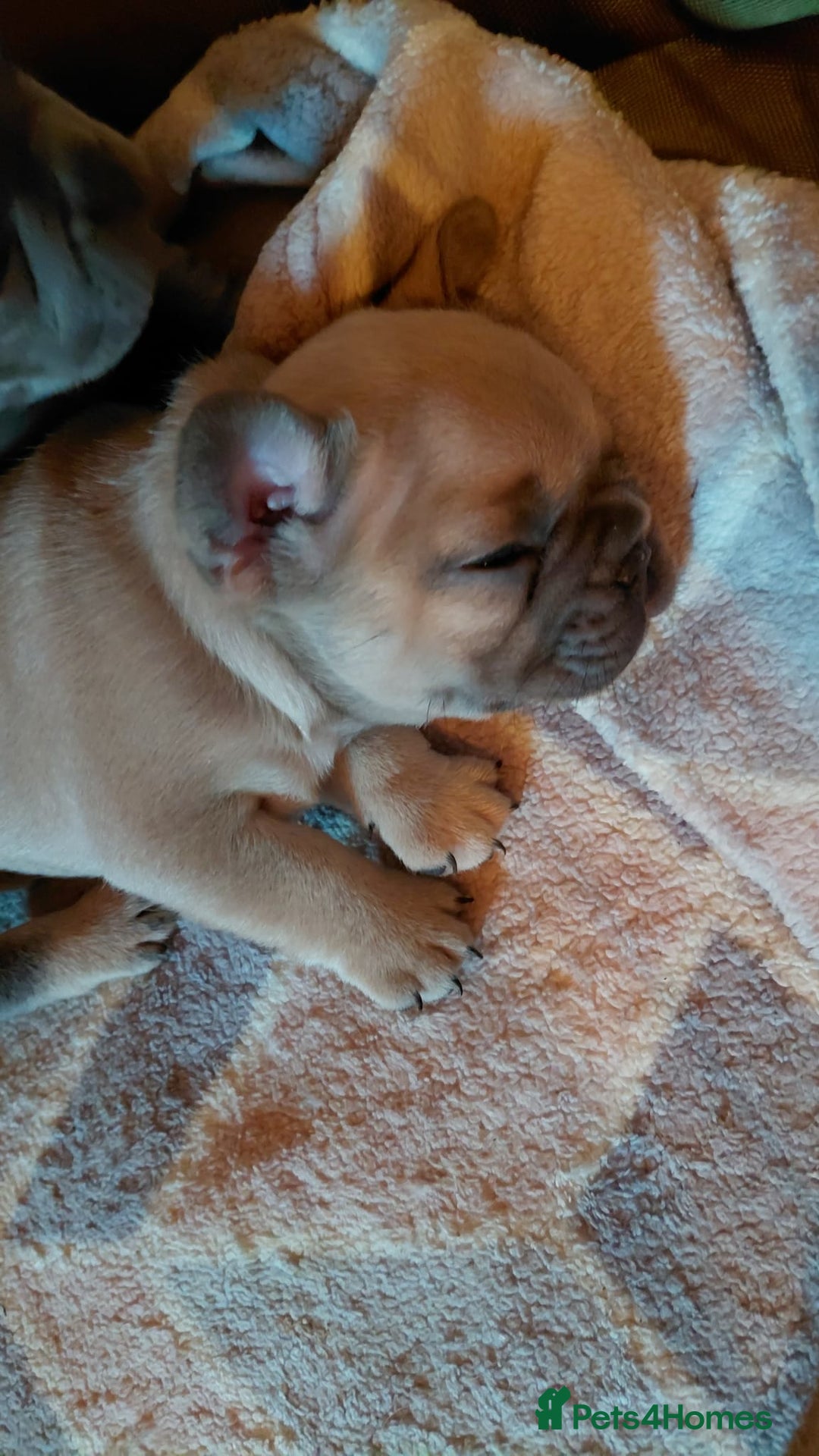 French Bulldog dogs for sale: French bulldog puppies - Advert 3