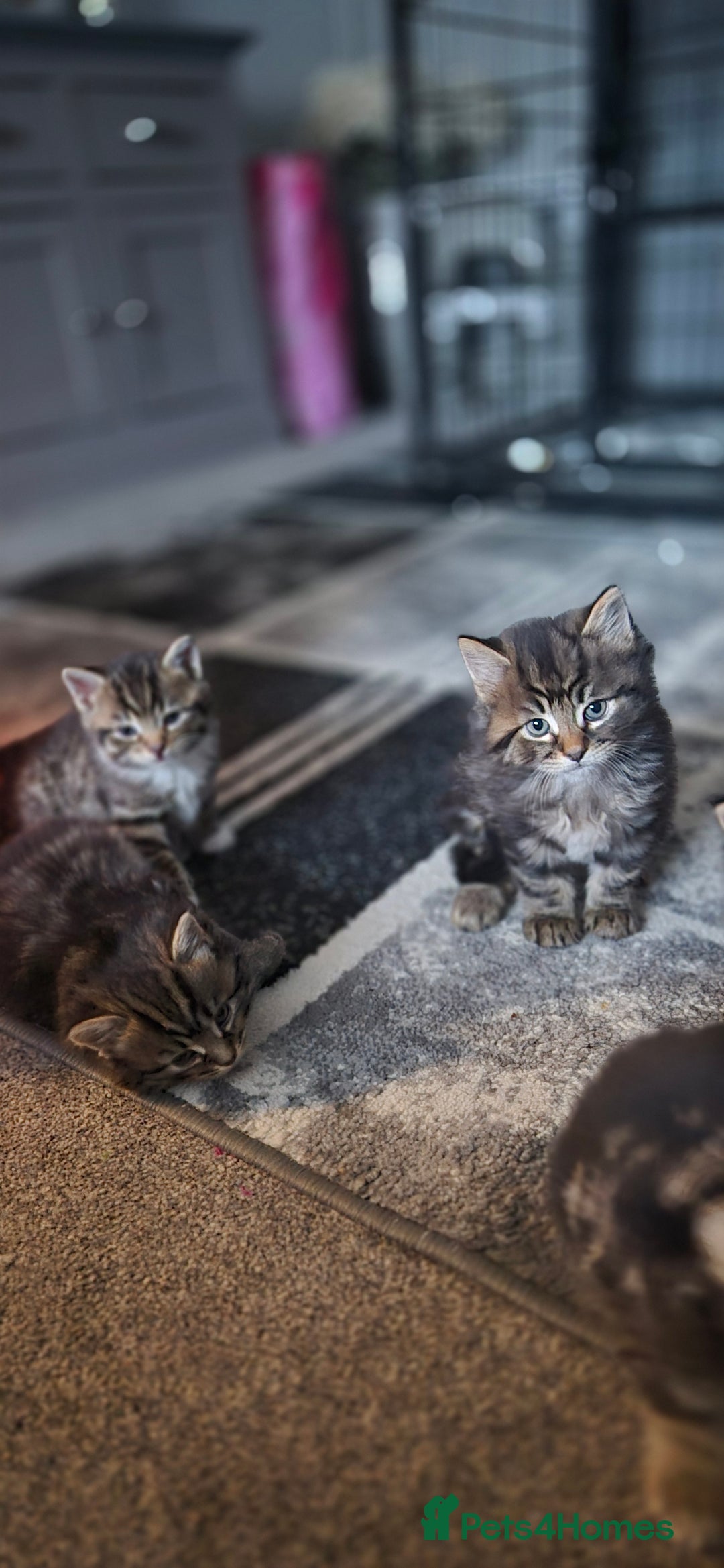 Mixed Breed cats for sale: Kittens silver tabby Britishshort-hairxmaincoon  - Advert 2