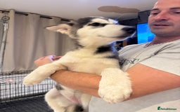 Utonagan dogs for sale: Beautiful Husky × Malamute Puppies – Ready Now! - Image 3