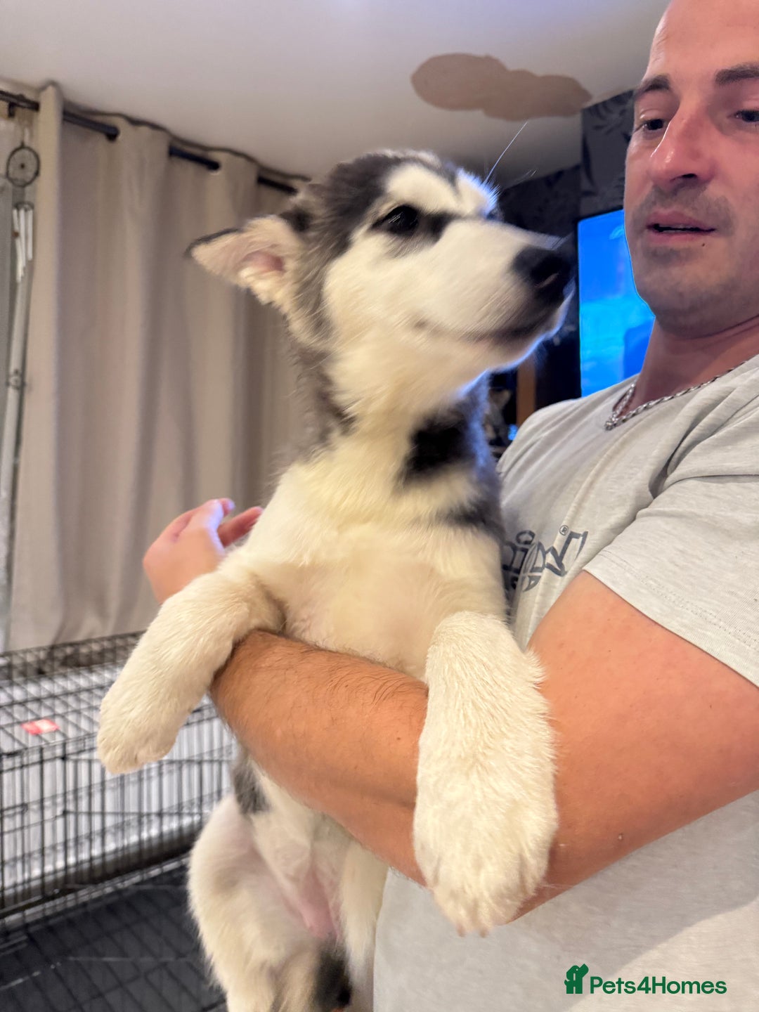 Utonagan dogs for sale: Beautiful Husky × Malamute Puppies – Ready Now! - Image 3