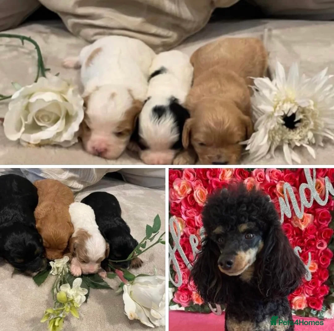 Toy Poodle dogs for stud: KC Phantom Stud Extensively DNA Tested in Chislehurst - Advert 9