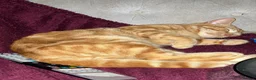 Domestic Shorthair cats for sale: Bean! - Advert 4