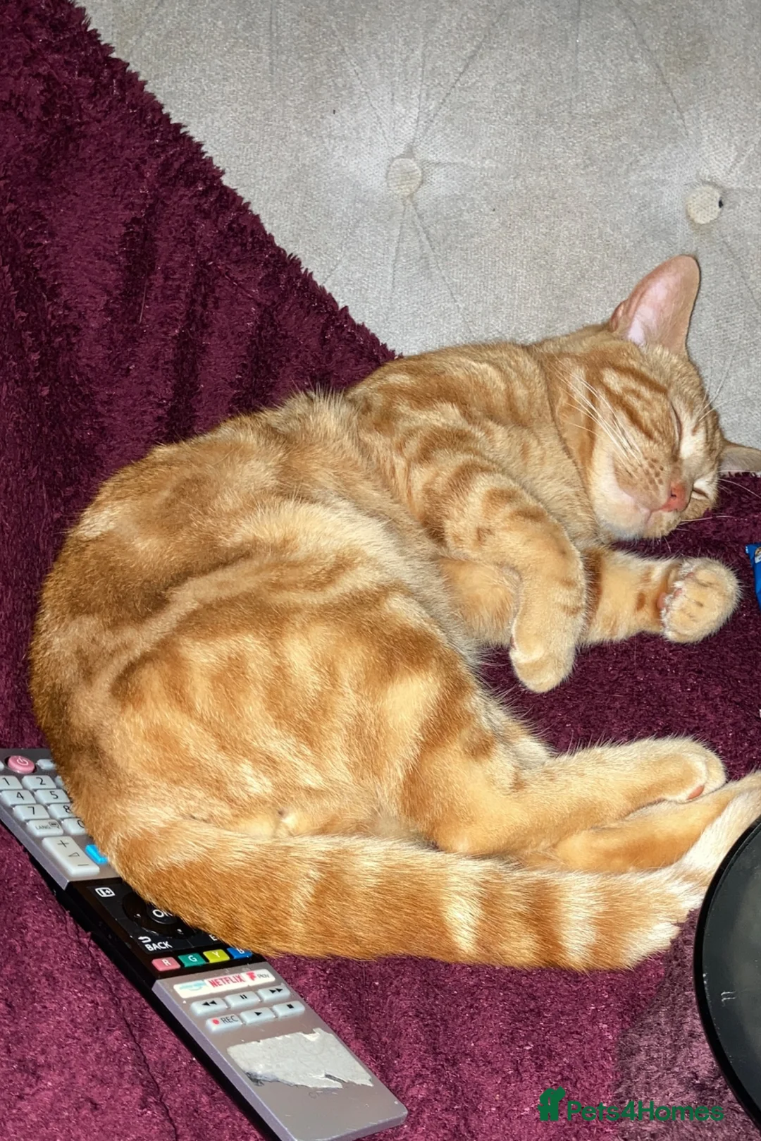 Domestic Shorthair cats for sale: Bean! - Advert 4