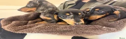 Miniature Dachshund dogs for sale: Miniature dapple dachshunds  - Advert 3