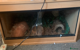 Python Snake reptiles for sale: ball python (please read description)  - Image 5