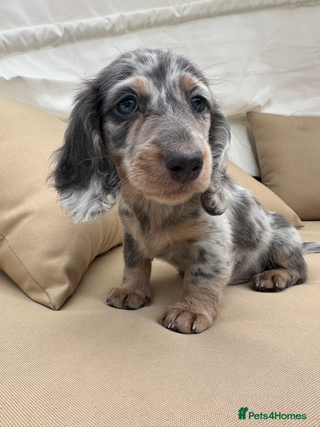 Miniature Dachshund dogs for sale: ** miniature long haired dachshunds ** in Upminster - Image 7