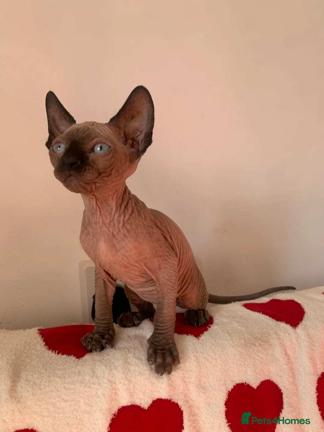 Sphynx cats for sale:  ** s sphynx babies - Advert 24