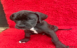Great Dane dogs for sale: KC reg/pedigree Great Danes black - READY NOW - Image 22