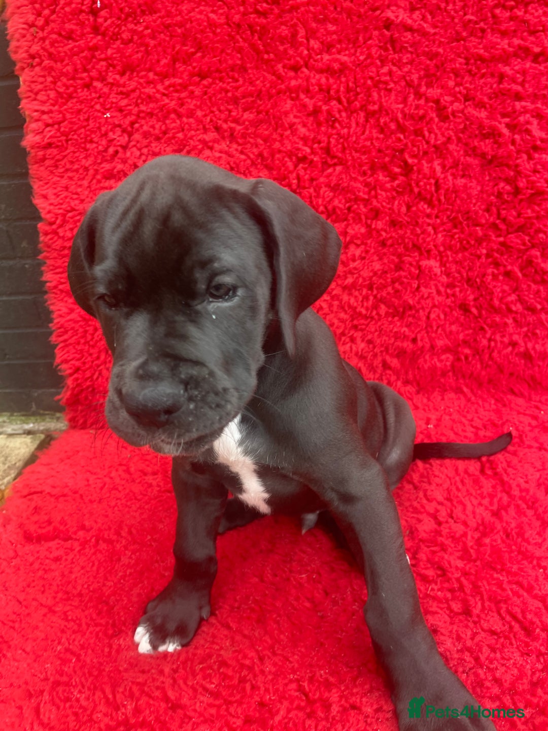 Great Dane dogs for sale: KC reg/pedigree Great Danes black - READY NOW - Image 22