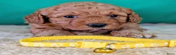 Cavapoochon dogs for sale: Beautiful Cavapoochons - Advert 10