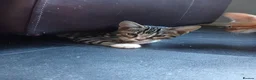 Mixed Breed cats for sale: Kittens  - Advert 5