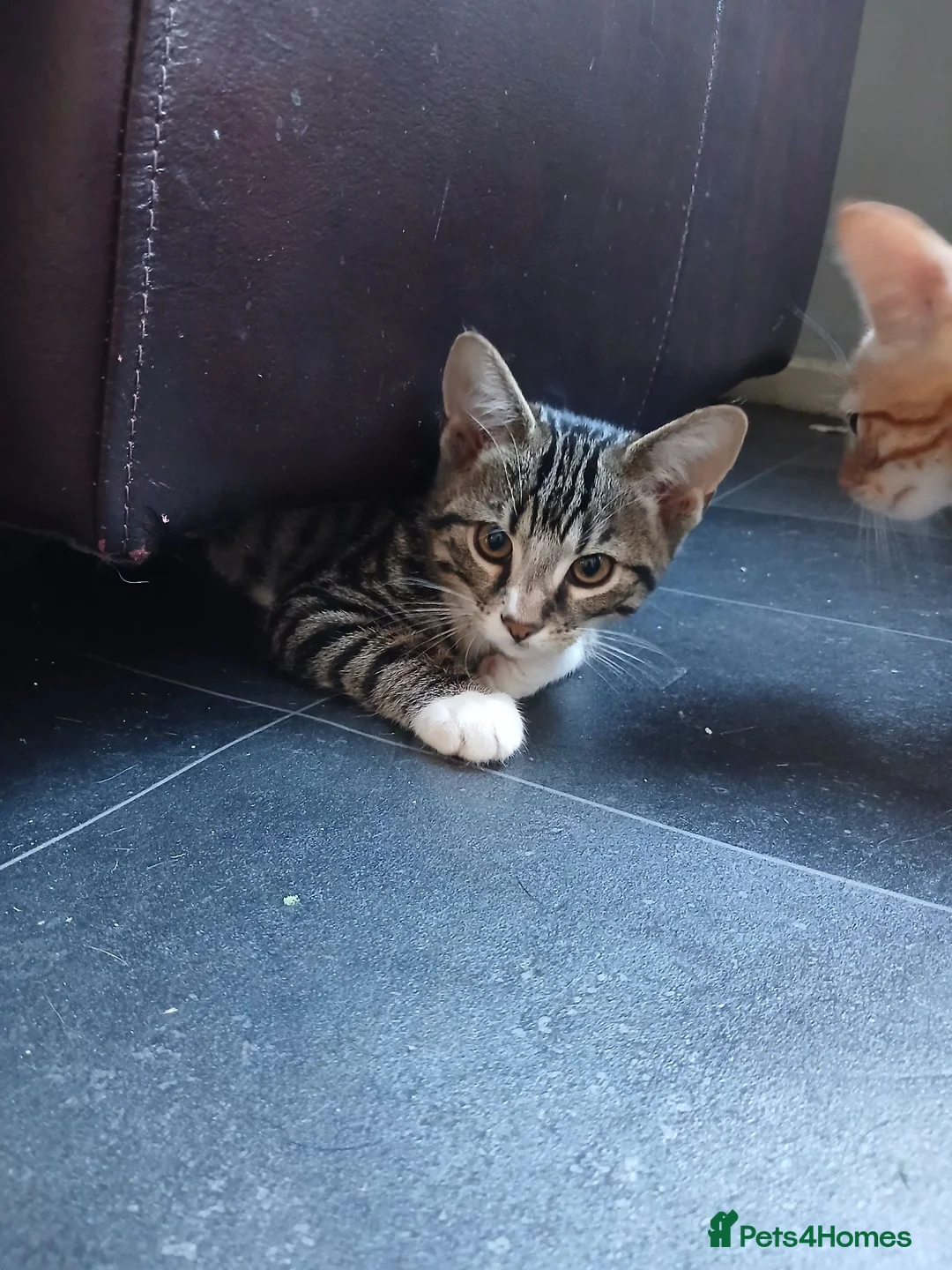 Mixed Breed cats for sale: Kittens  - Advert 5