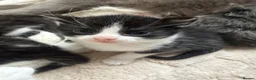 Mixed Breed cats for sale: Beautiful half rag doll kittens  - Advert 7