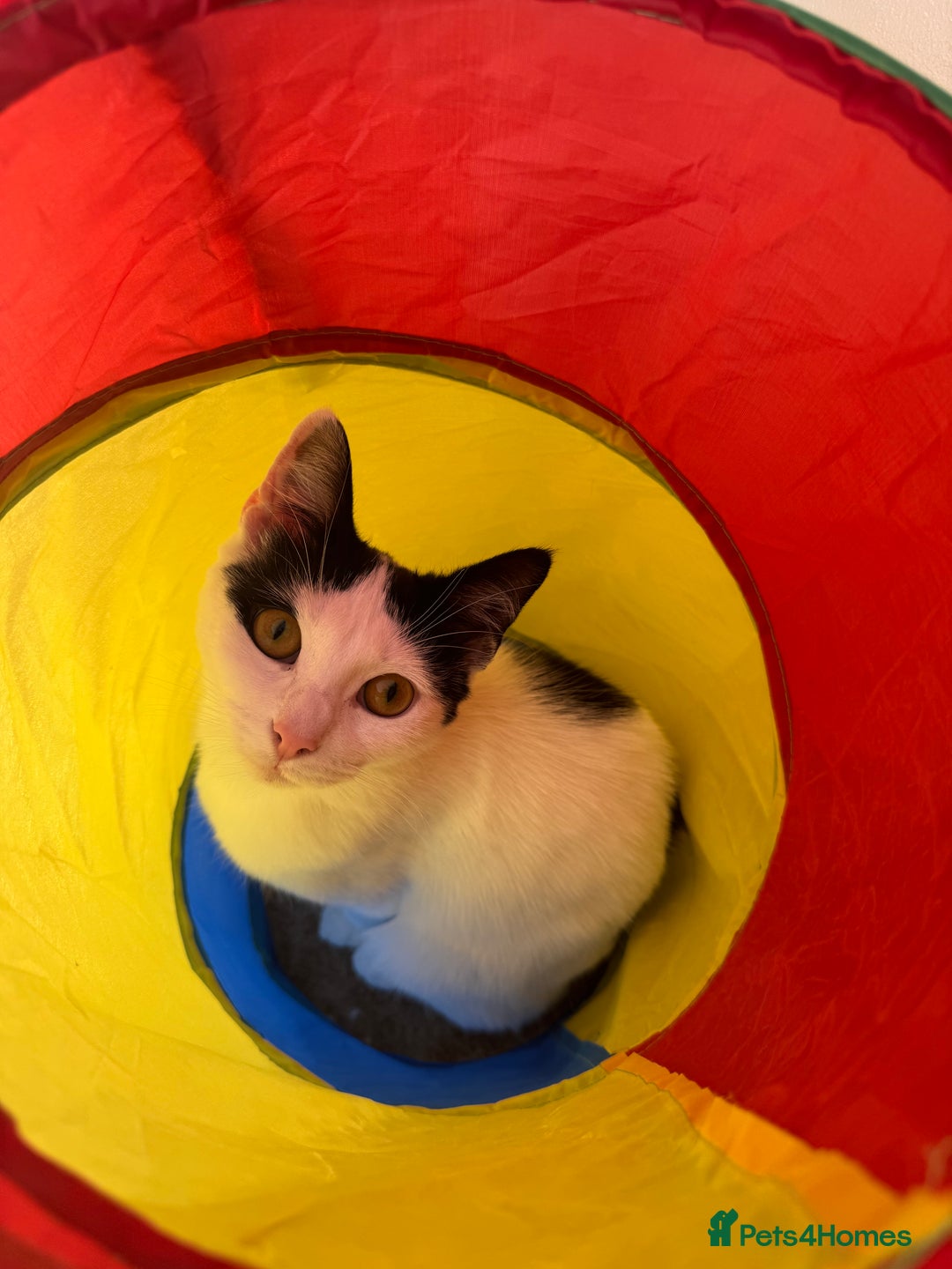 Mixed Breed cats for sale: My baby Luna - Advert 3