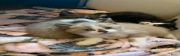 Mixed Breed cats for sale: Half sphynx half British shorthair kittens  in Crawley - Advert 8