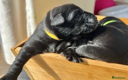 Labrador Retriever dogs for sale: KC DNA TESTED STUNNING ROBUST PUPPIES - Image 6
