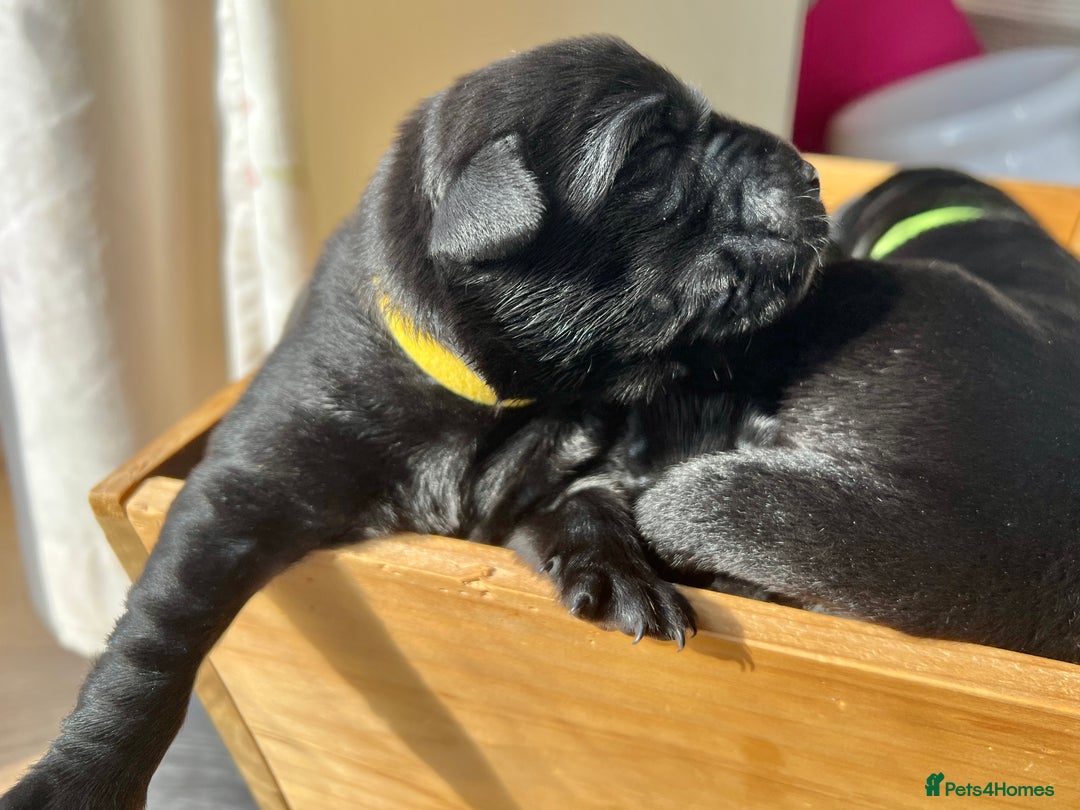 Labrador Retriever dogs for sale: KC DNA TESTED STUNNING ROBUST PUPPIES - Image 6