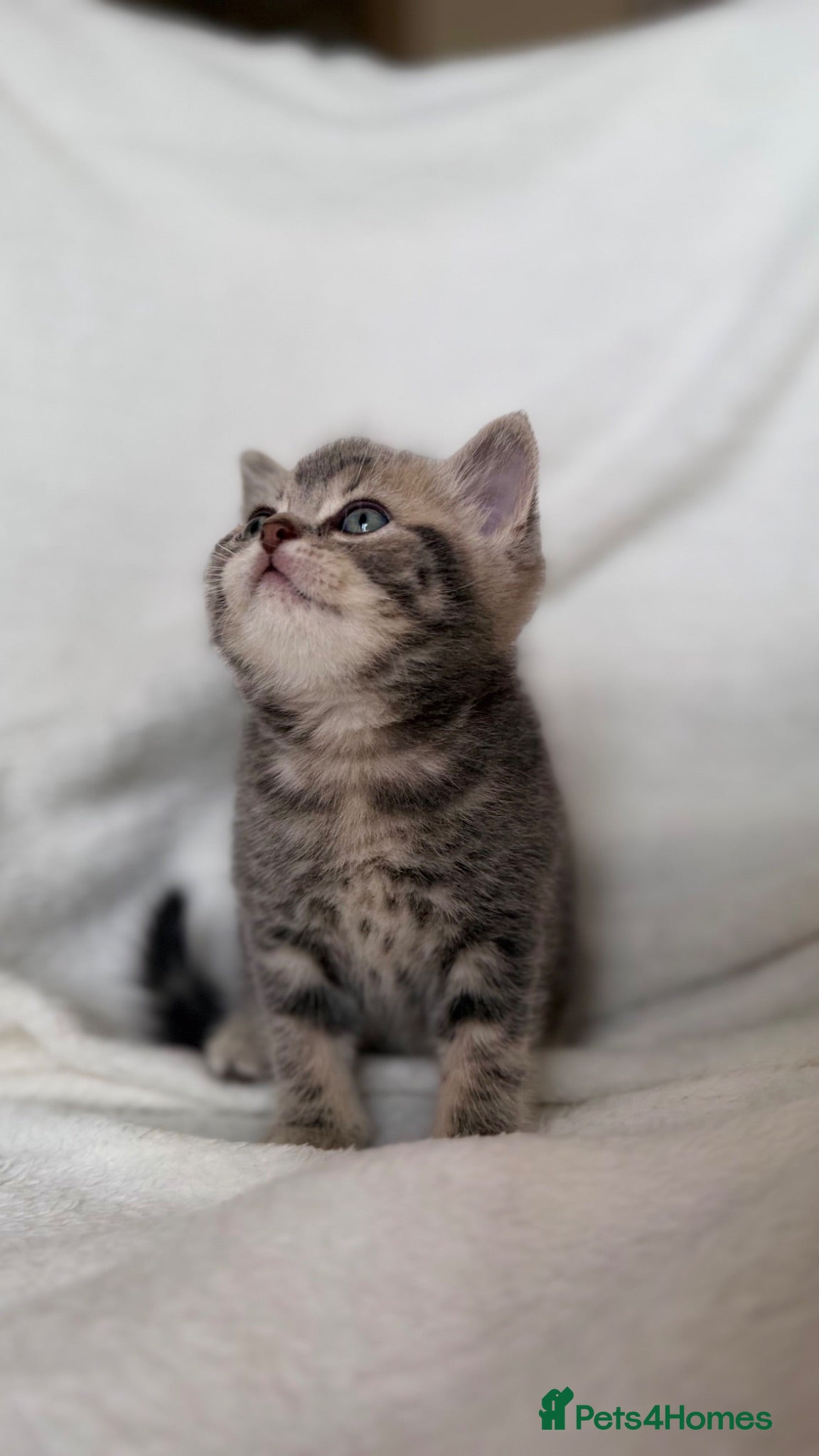 Scottish Fold cats Scottish straight boy available  - Advert 2