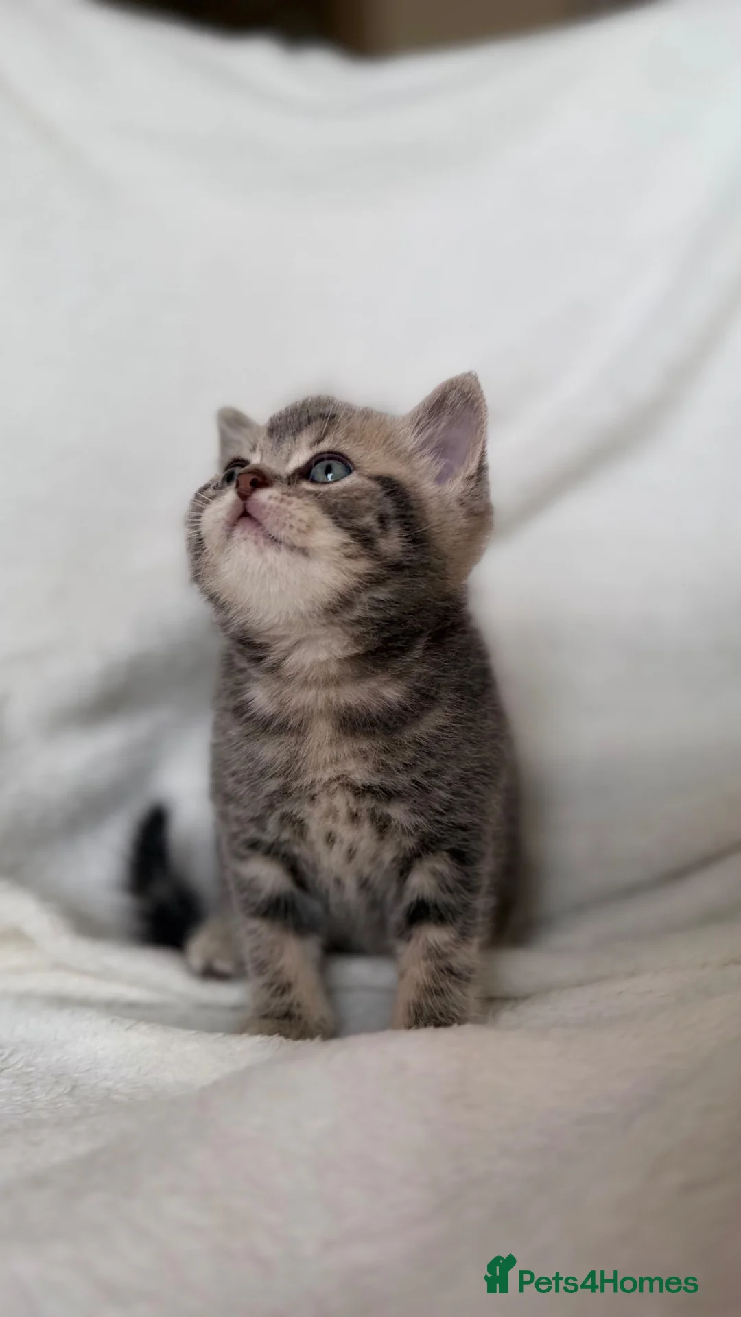 Scottish Fold cats for sale: Scottish straight boy available  - Advert 1