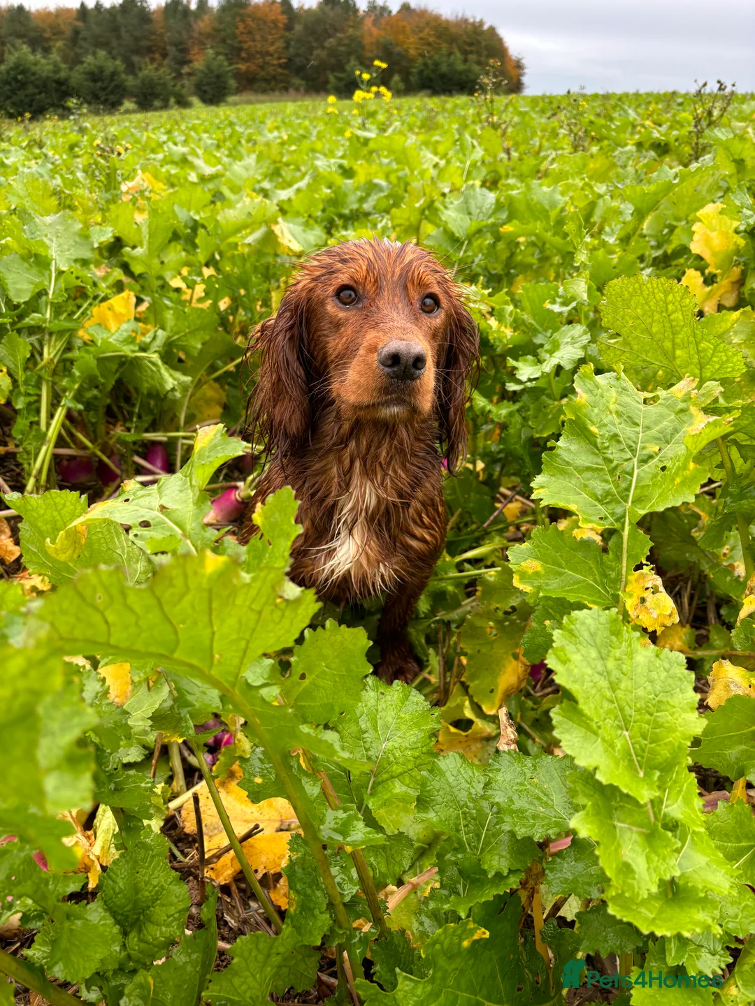 Cocker Spaniel dogs for stud: KC Dark red fully health tested stud  - Advert 11