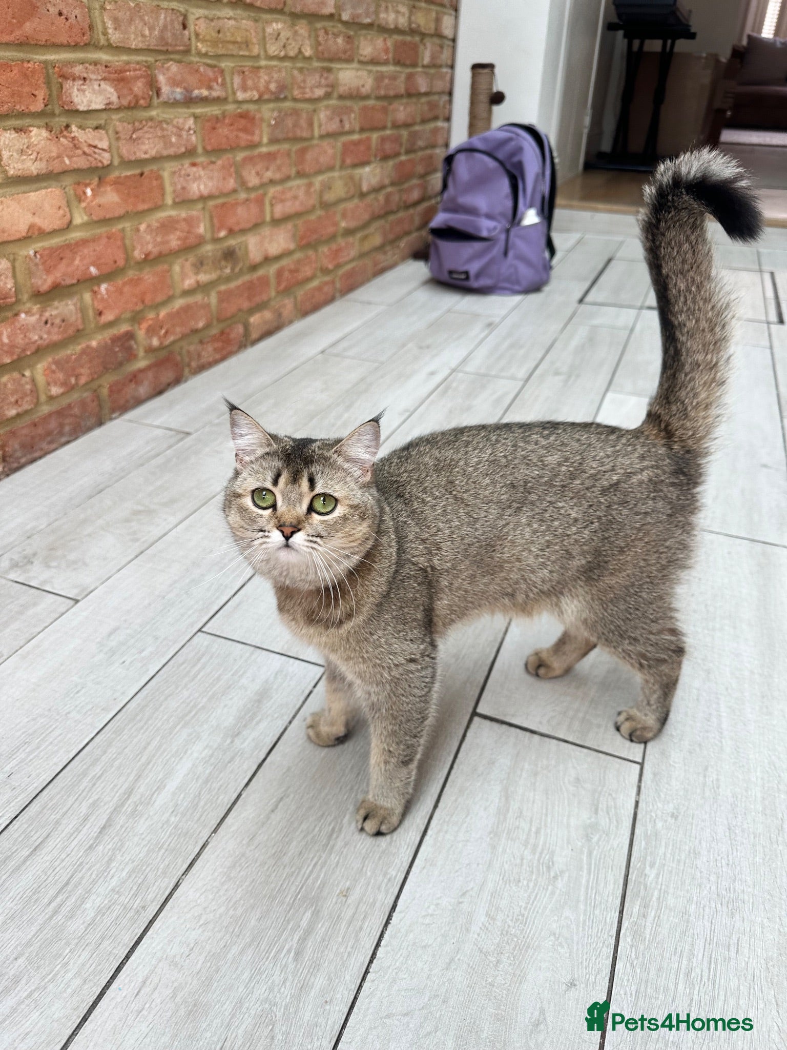 Scottish Fold cats Gorgeous Scottish straight needs forever home - Advert 9