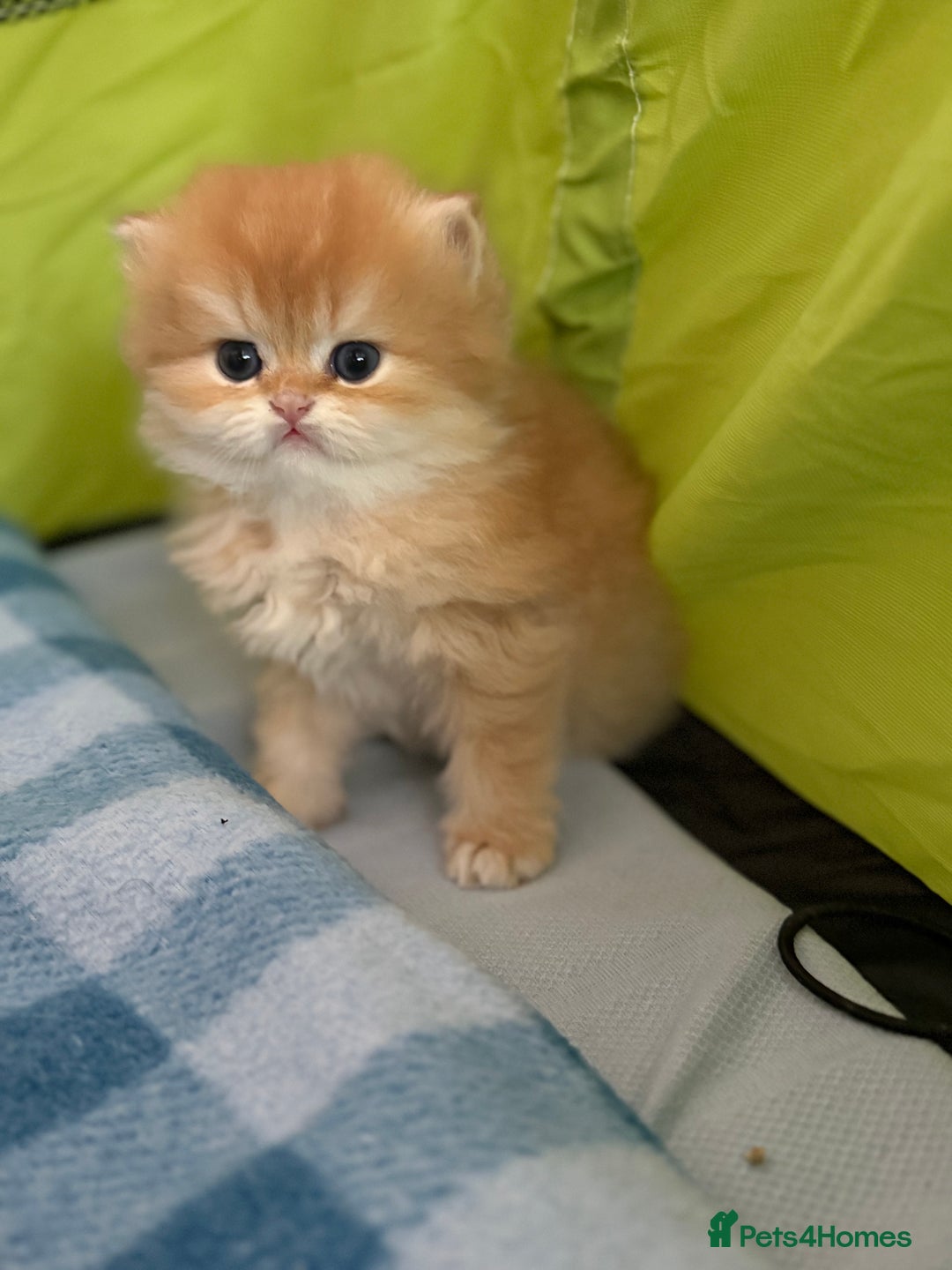 British Longhair cats for sale: ✨ Exquisite Golden Longhair Kitten ✨ - Advert 12