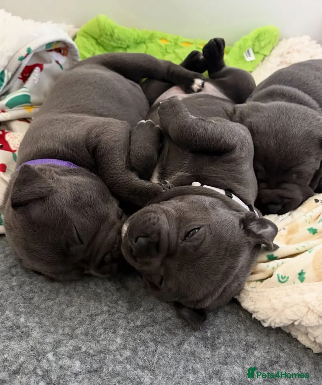 Staffordshire Bull Terrier dogs for sale: %100Playful Staffy Puppies Well Socialized  in Bridgwater - Advert 2